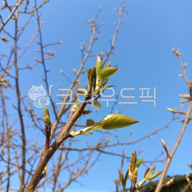 bud, 싹, 새싹, sprout, 잎, 사진,이미지,일러스트,캘리그라피 - 천천히작가