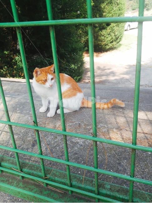 고양이,길고양이,소동물,길냥이,치즈태비,동물,animal,포유류,mammal,고양이,cat,kitten,kitty