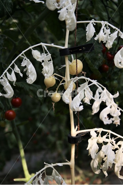 흰방울토마토,알비노,키메라,돌연변이,방울토마토,가지과,한해살이풀,재배식물,남미원산,식물,자연,plants,nature,채소,야채,vegetables