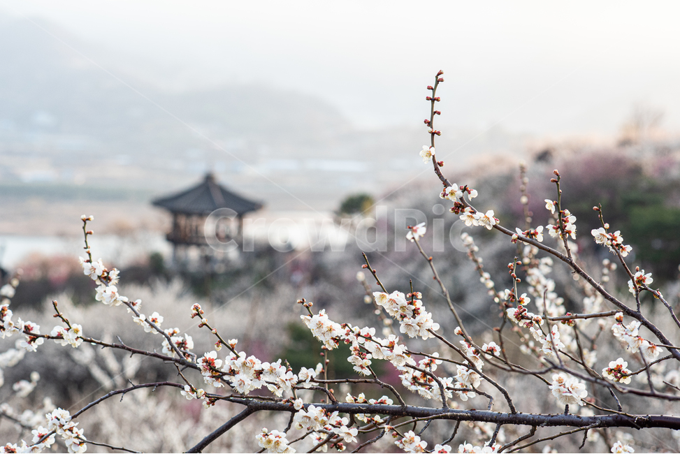 광양,홍쌍리,매화,봄,꽃,flower,꽃밭,식물,봄,계절,spring,season