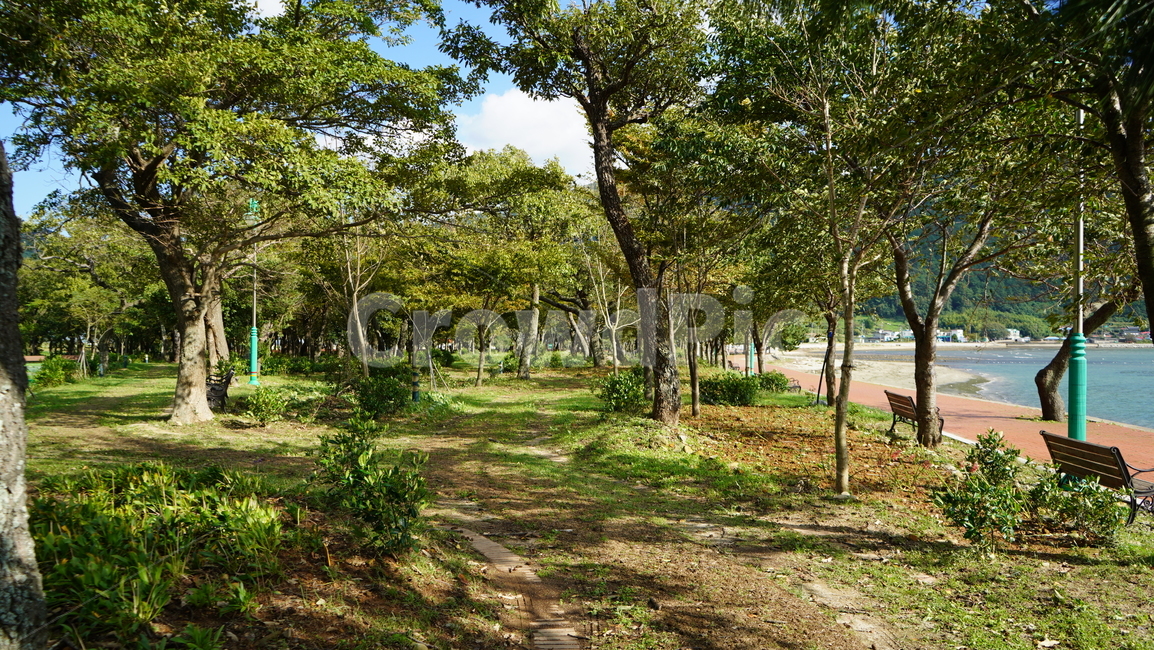 산책,산책로,숲,숲속,나무줄기,식물,자연,풍경,nature,landscape