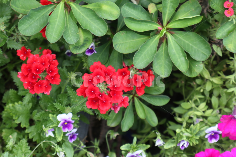 꽃,자연,빨간꽃,보라꽃,봄,식물,자연,plants,nature,꽃,flower