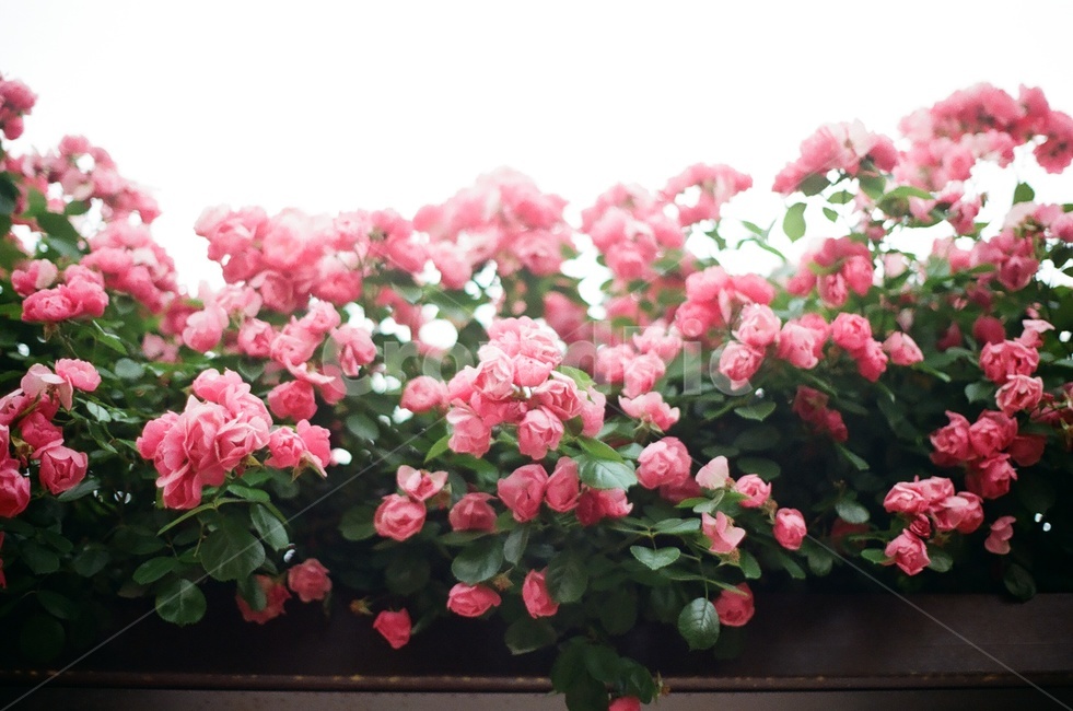 장미,분홍장미,로맨틱,꽃,플라워,식물,자연,plants,nature,꽃,flower