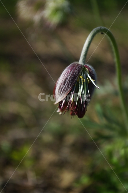 할미꽃,식물,plant,자연,nature,꽃,flower,식물,자연,plants,nature,꽃,flower