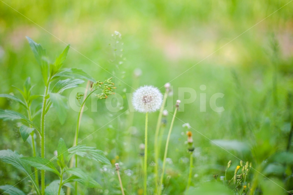 꽃,꽃사진,감성,풍경사진,봄,민들레,민들레씨,자연,캐논,canon,6d,포커스,봄기운,공원,식물,자연,plants,nature,꽃,flower,감성,sensible,feeling