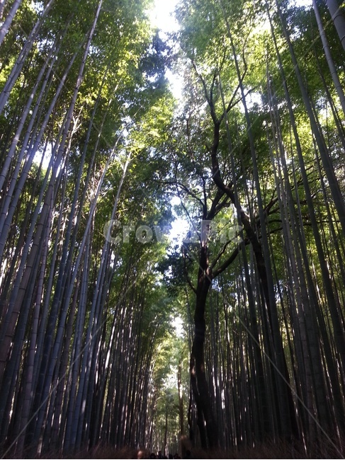 대나무숲,자연,식물,청정한,청량한,나무,trees,wood
