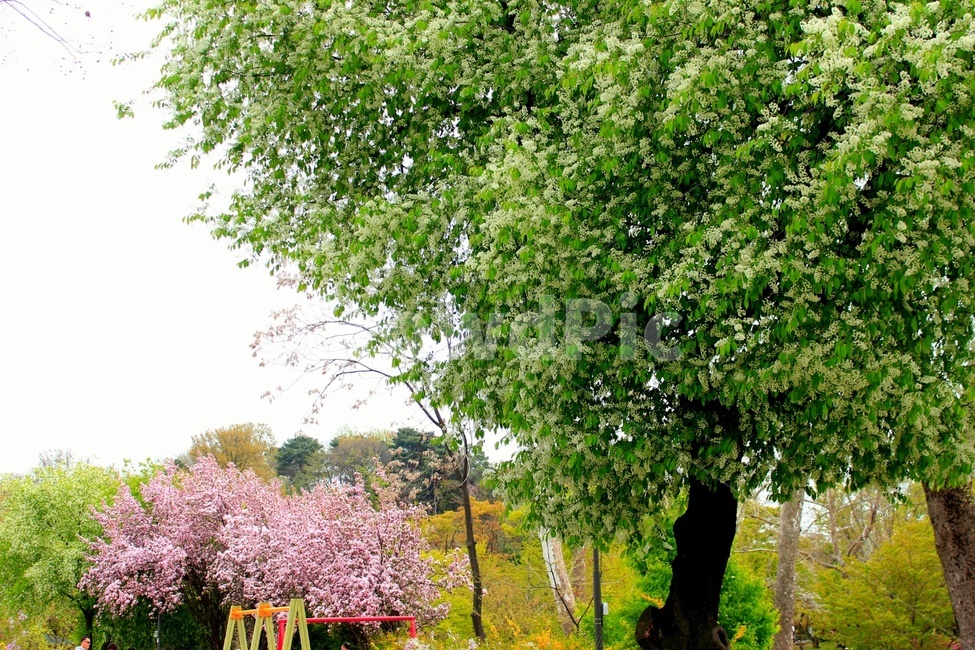봄,벚꽃,나무,꽃,공원,여유,힐링,감성