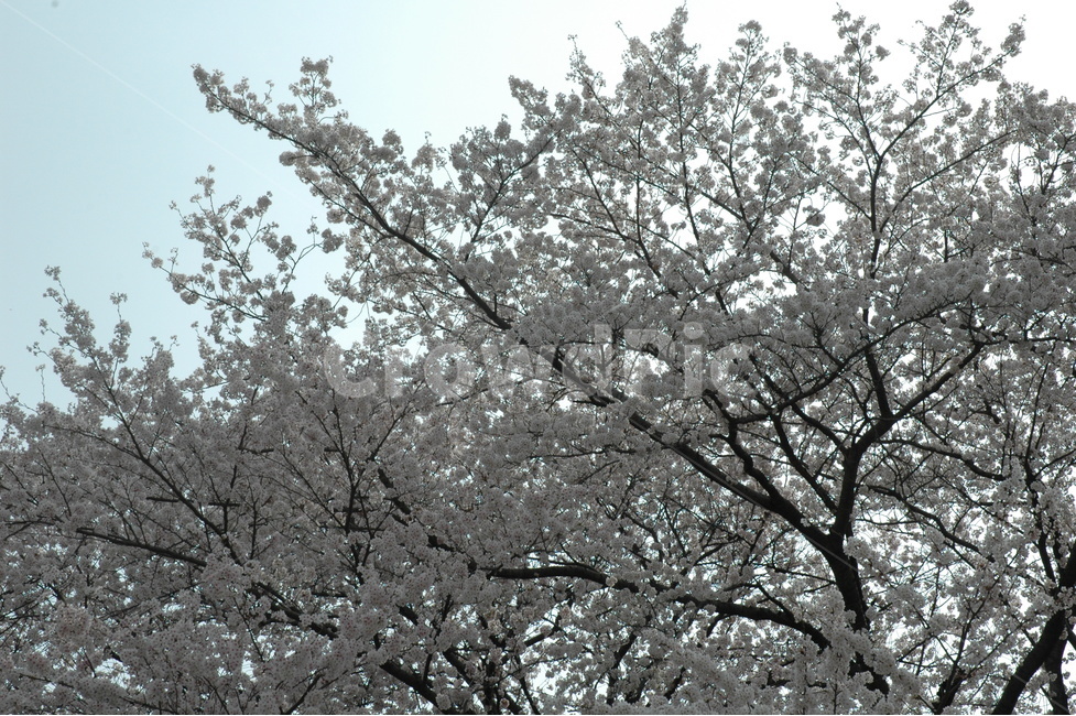 벚꽃,생명력,cherryblossom,꽃,분홍벚꽃,식물,자연,plants,nature,꽃,flower