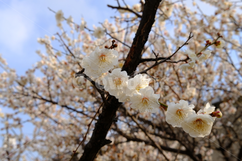 봄,봄꽃,꽃,매화,나들이,배경,배경화면,flower,flowers,spring,봄,계절,spring,season,plant,식물,blossom,cherry blossom,벚꽃