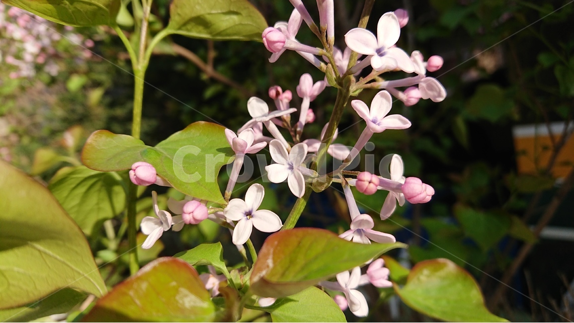 꽃,봄꽃,라일락,수수꽃다리,핑크색,5월,보라색,봄,계절,spring,season,식물,자연,plants,nature,꽃,flower,plant,blossom,acanthaceae,잔잔과