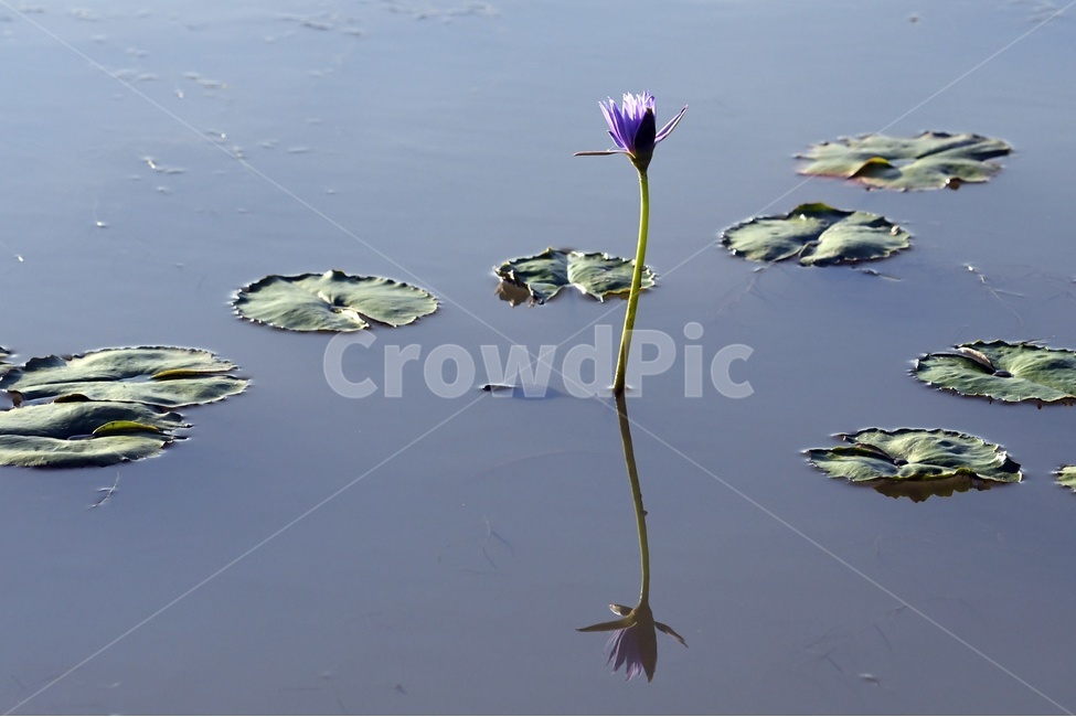 연못,수련,식물,자연,여름,정원,푸르른,물,수경식물,연못가,연못정원,plants,nature,연,연꽃,힐링,flower,감성,연잎,식물,자연,plants,nature,꽃,flower