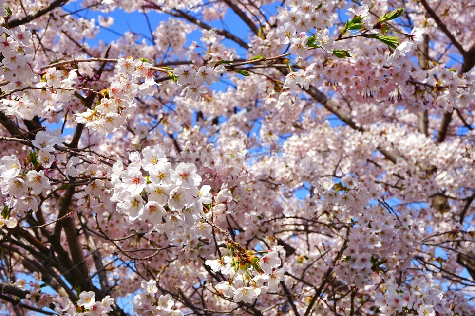 plant,식물,blossom,꽃,flower,벚꽃,하늘,봄,계절,spring,season