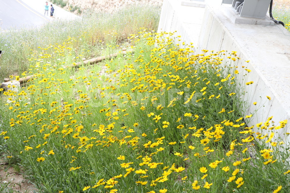 꽃,자연,야생화,식물,flower,plants,nature