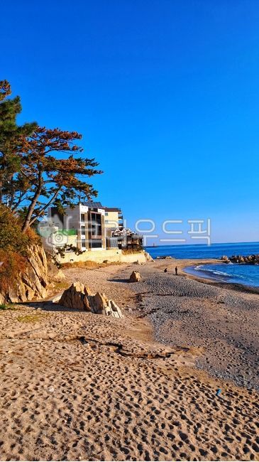 pine tree,nature,seaside rock,winter sea,footsteps,sea,horizon,ocean,sandy beach,beach,white sand beach