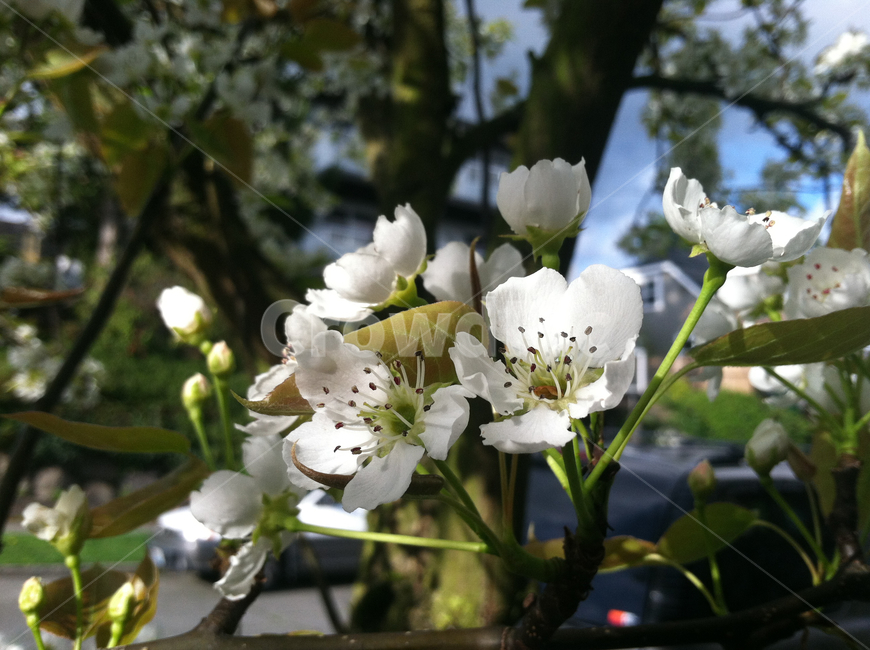 plant,식물,pollen,화분,꽃,flower,봄,spring,식물,자연,plants,nature,꽃,flower