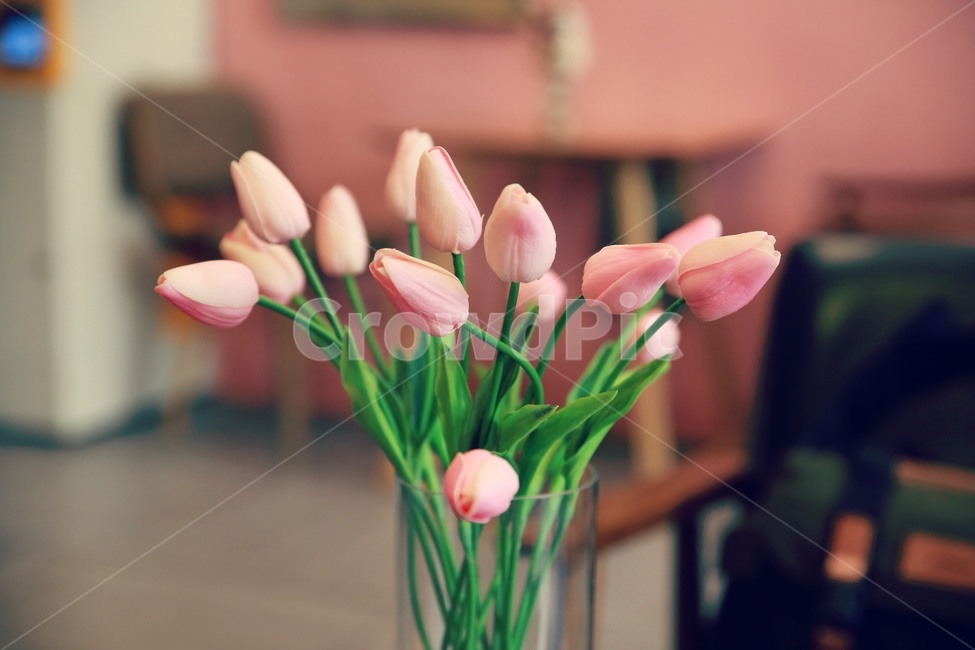 튤립,꽃,flower,pink,분홍,실내용화초,화분,화초,house plant
