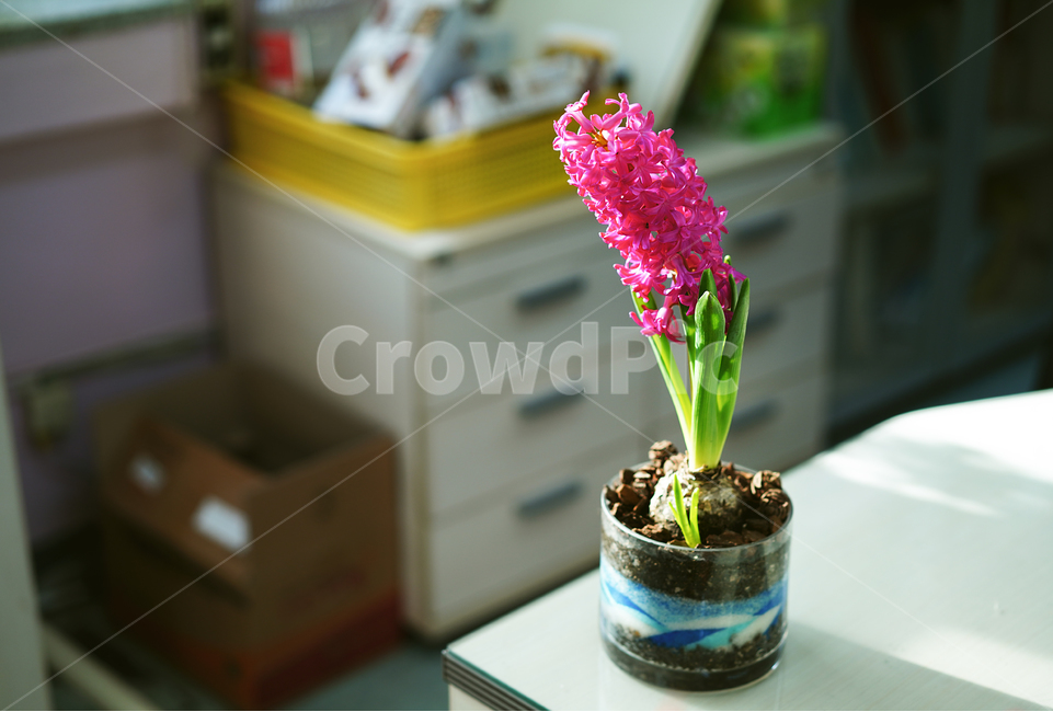 꽃,플라워,식물,생명,생물,핑크,분홍,컬러,color,flower,pink,화분,취미,녹색,그린,꽃,flower,실내용화초,화분,화초,house plant