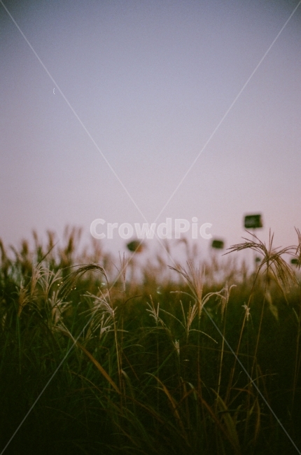 억새,하늘공원,해질녘,가을,오후,빈티지,가을,계절,fall,autumn,season,식물,자연,plants,nature,감성,sensible,feeling,grass,잔디,plant,lawn,outdoors,옥외