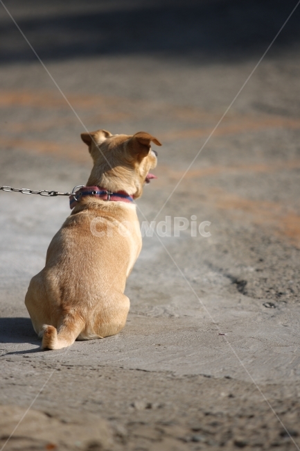 강아지,개,기다림,dog,puppy,wait,동물,animal,포유류,mammal,개,강아지,dog,doggy