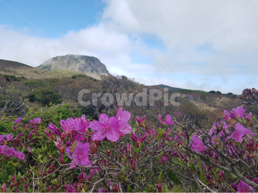 한라산,진달래,철쭉,영실,제주도,봄,계절,spring,season,자연,풍경,nature,landscape,한국자연풍경,한국자연경관,korea nature landscape,제주도,jeju,jeju island,식물,plants,꽃,flower,geranium,제라늄,blossom,plant