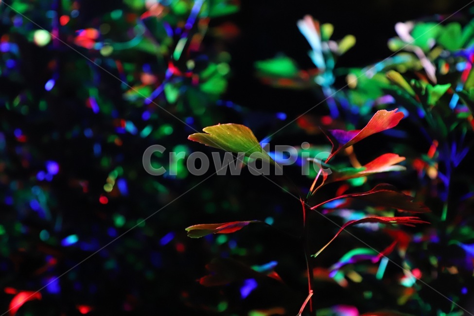 식물,조명,빛,lighting,plant,식물,자연,plants,nature