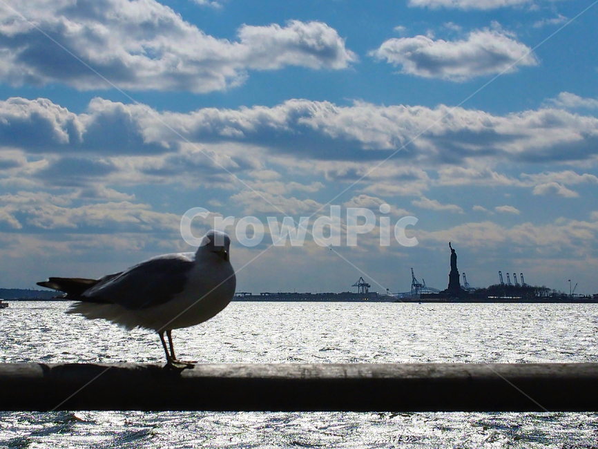 비둘기,항만,바다,뉴욕,자유의여신상