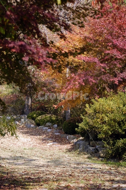단풍,나무,plant,식물,maple,가을,계절,fall,autumn,season,자연,풍경,nature,landscape