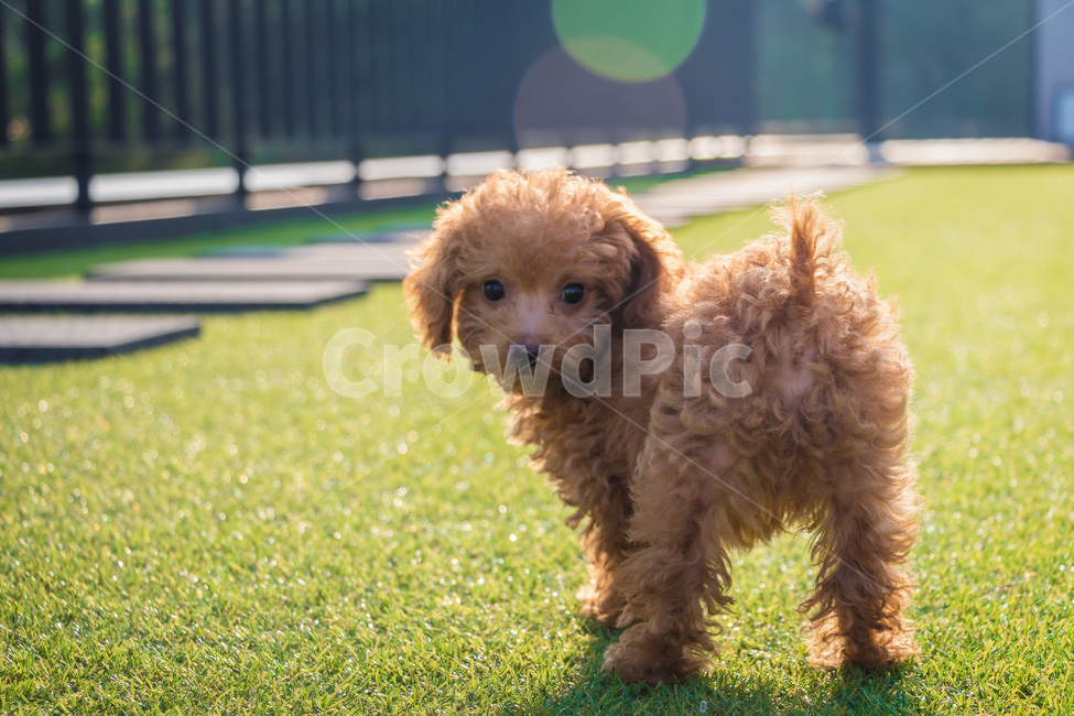 반려견,강아지,푸들,갈색푸들,아기강아지,댕댕이,강아지산책,동물,animal,개,강아지,dog,doggy