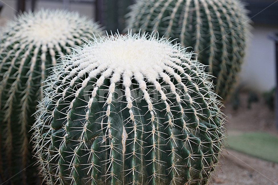 선인장,다육식물,식물원,사막,식물,자연,아열대식물,가시,날카로움,녹색,식물,자연,plants,nature