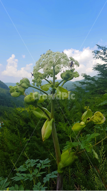 꽃,자연,생물,butterfly,green,식물,풀,여름,summer,plants,white