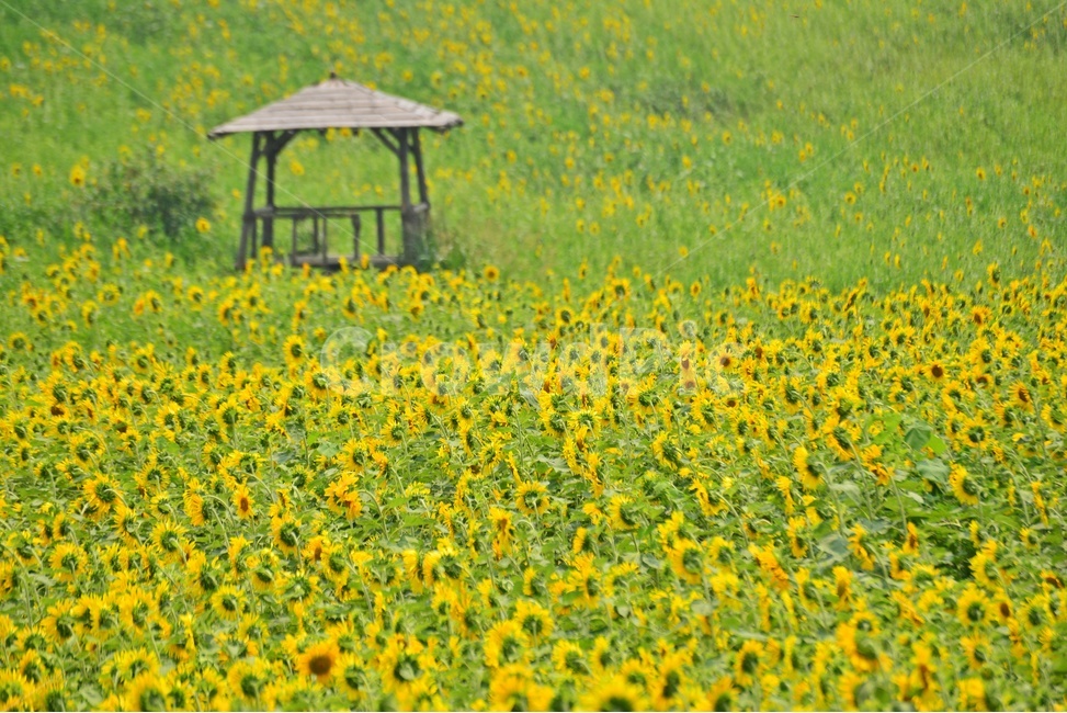 plant,식물,flower,blossom,해바라기,해바라기꽃,해바라기밭,고창,학원농장,농장,자연,경치,경관,풍경,원두막