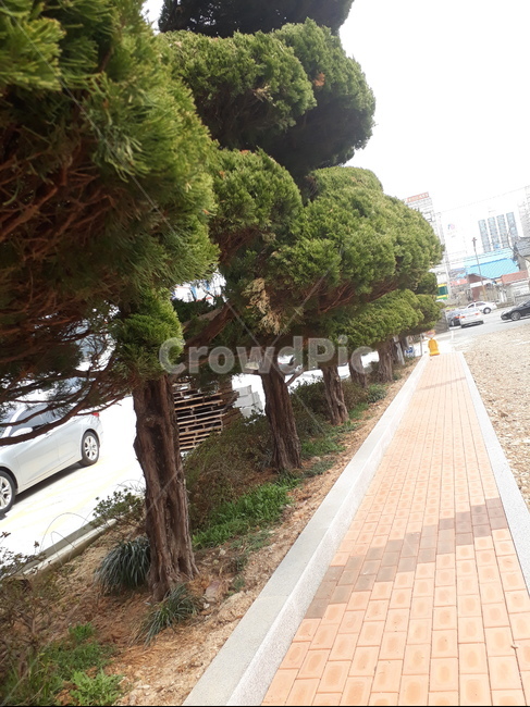 road,도로,나무,길,꽃,식물