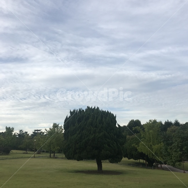 나무,풍경,하늘,공원,흐림,초록,흐린날,자연,풍경,nature,landscape,식물,plants,나무,trees,wood,field,들,outdoors,옥외,grass,잔디,plant