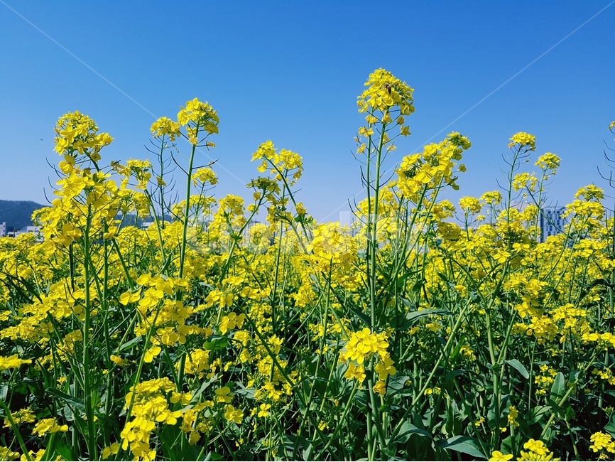 유채꽃,노란색,봄,파랑하늘,풍경,유채밭,봄,계절,spring,season,자연,풍경,nature,landscape,식물,plants,꽃,flower,field,들,outdoors,옥외,grassland,목초지