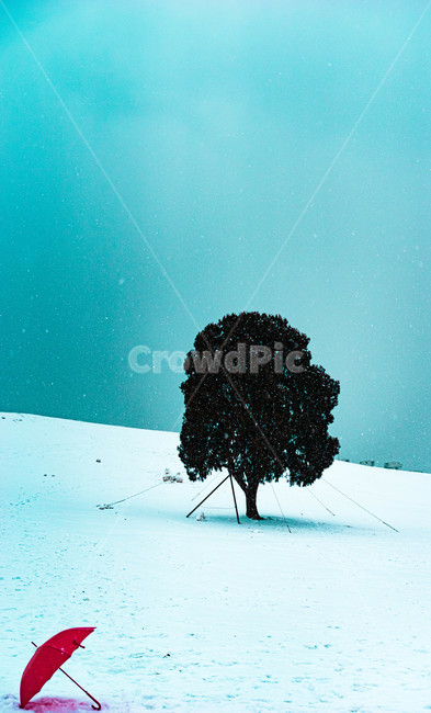 나홀로나무,올림픽공원,나무,공원,우산,눈,tree,식물