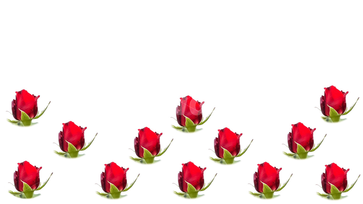 blossom,rose,flower,식물,꽃,valentinesday,기념일,화이트데이,이벤트,연인,발렌타인,event,anniversary,sence,beautiful,emotion,lovely,feeling,사랑,장미,고백