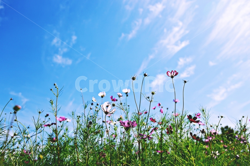 코스모스,꽃,풍경,자연,꽃잎,식물,꽃밭,공원,하늘,구름,자연,풍경,nature,landscape,grassland,목초지,field,들,outdoors,옥외
