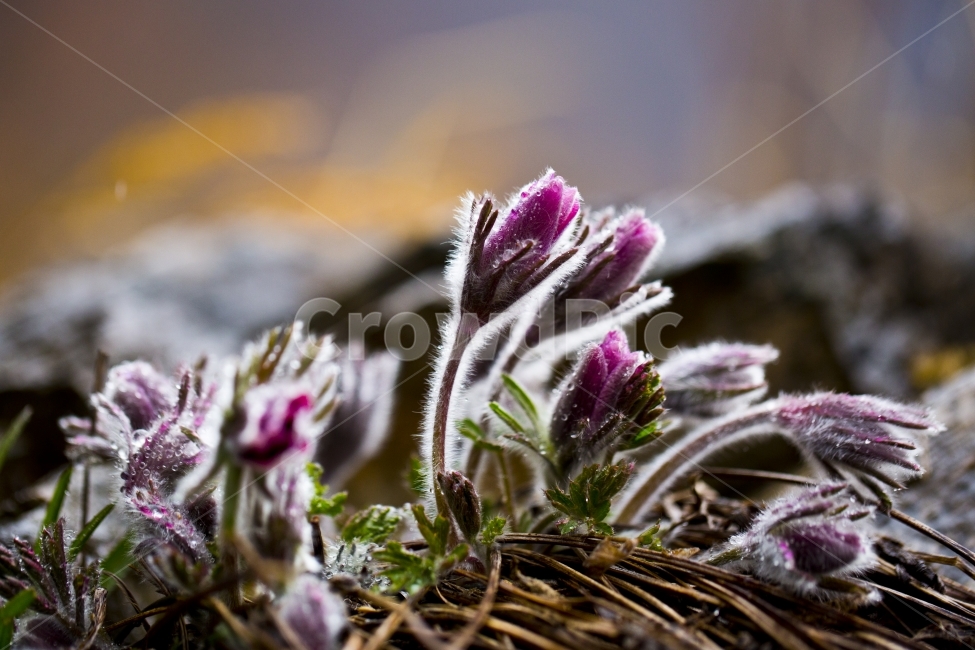 동강할미꽃,동강,절벽에피는꽃,꽃,접사,식물,자연,plants,nature,꽃,flower