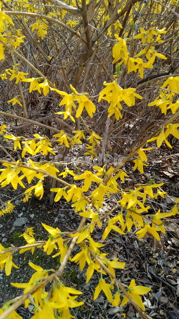 나무,식물,꽃,봄꽃,나무줄기,나무가지,봄,plant,tree,treetrunk,flower,blossom,꽃잎,노란색꽃,개나리