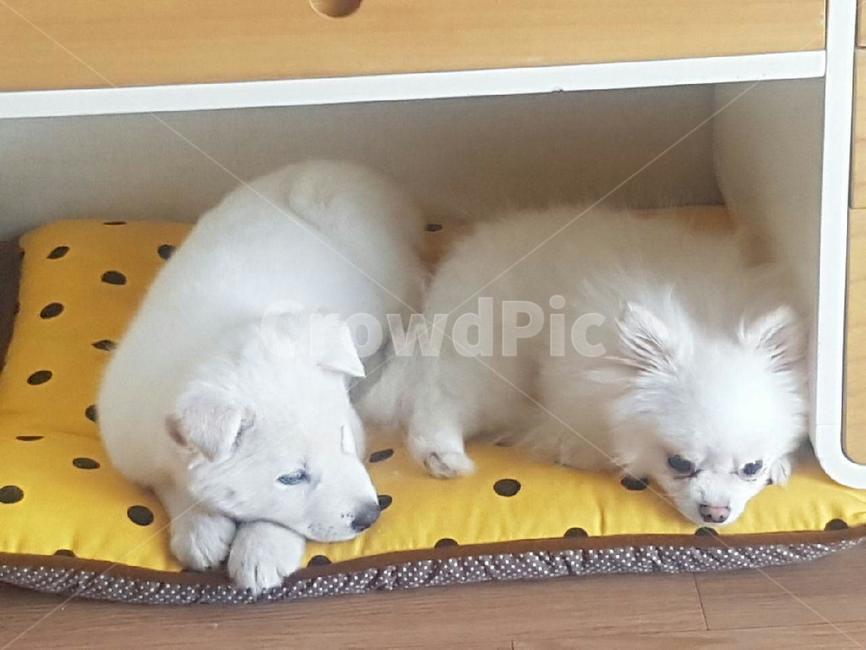 강아지,애완견,dog,애완동물,귀여운강아지