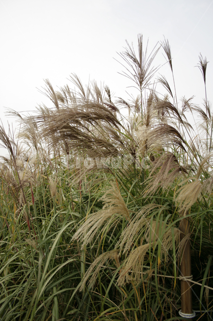 하늘,억새,풀,가을,억새풀,가을,계절,fall,autumn,season,식물,자연,plants,nature,grass,잔디,plant,lawn,reed,갈대