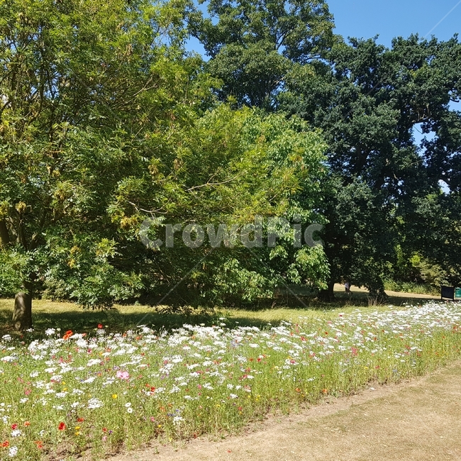 tree,나무,plant,식물,flower,꽃,초록,green