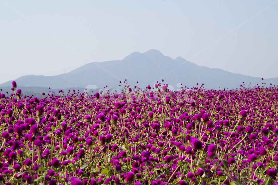 천일홍,나리공원,풍경,꽃이미지,나들이,자연,풍경,nature,landscape,식물,plants,꽃,flower,blossom,petal,꽃잎,plant