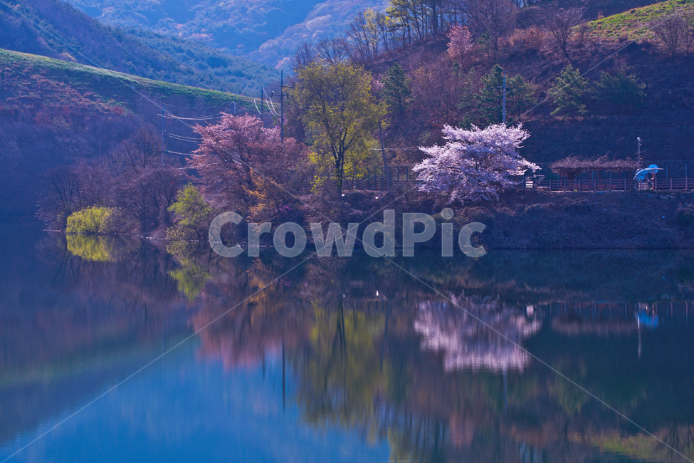 봄,호수,꽃,벚꽃,반영,투영,산,자연,풍경,자연,풍경,nature,landscape,plant,식물