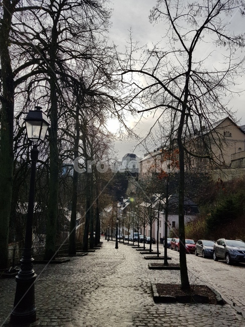 luxembourg,거리,유럽,나무,겨울,walkway,street