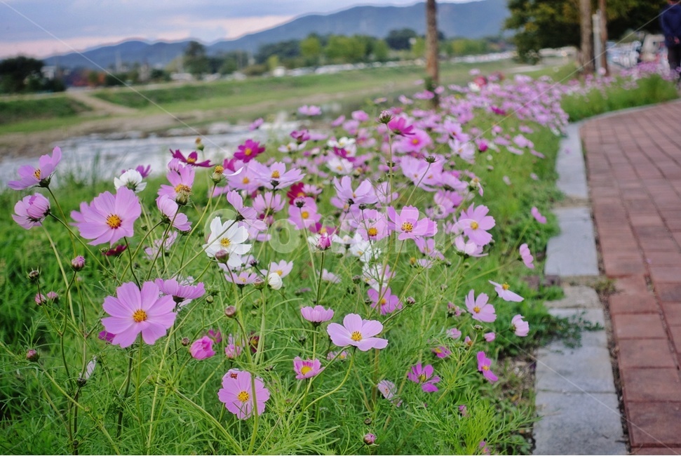 꽃,코스모스,가을,식물,풍경,가을,계절,fall,autumn,season,식물,자연,plants,nature,꽃,flower,geranium,제라늄,blossom,plant,outdoors,옥외