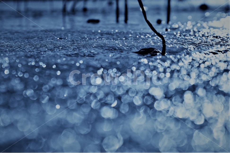 겨울,얼음,연밭,동장군,보케,감성,영하,기온,겨울,계절,winter,season,휴식,힐링,rest,relaxation,healing