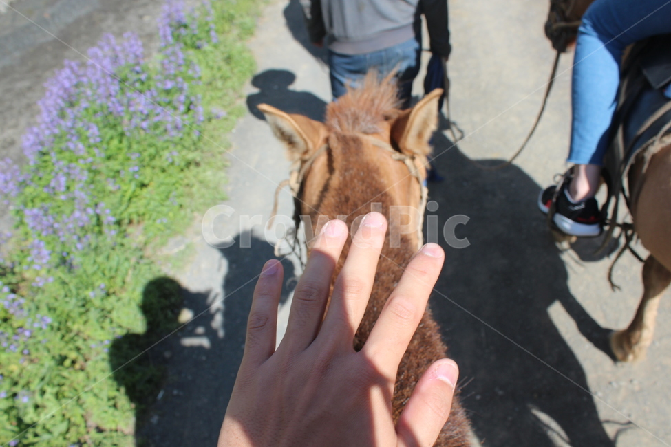 말,조랑말,승마,재갈,horse,horseriding