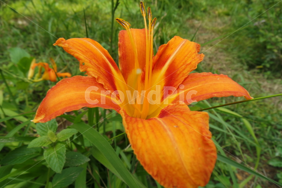 꽃,주황색,자연,식물,flower,원추리,계절,초록색,오렌지색,잎,꽃잎,plants,식물,자연,plants,nature,꽃,flower