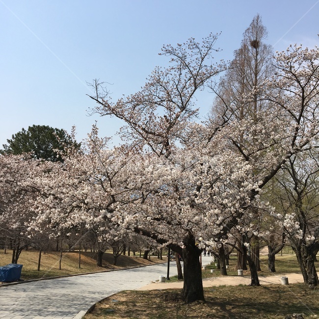 봄,벚꽃,꽃비,풍경,식물,자연,나무,계절,꽃,감성,벚꽃나무,분홍,산책,길,spring,season,CherryBlossom,plants,flower,flowers,landscape,trees,nature,pink,rest